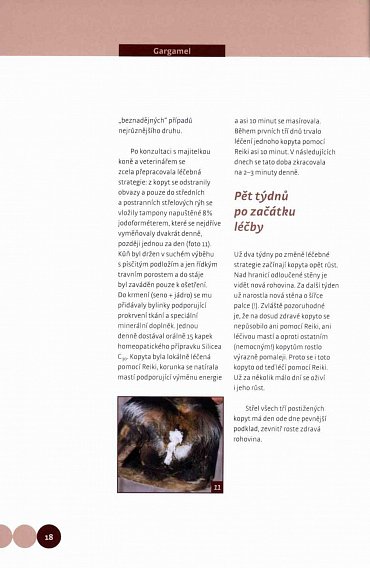 Náhled Když koně mají problémy - Celostní léčba koní v praxi