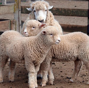 Náhled Statek - Moje malá knížka