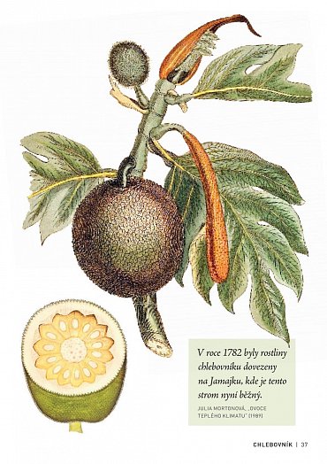 Náhled Pozoruhodný svět stromů