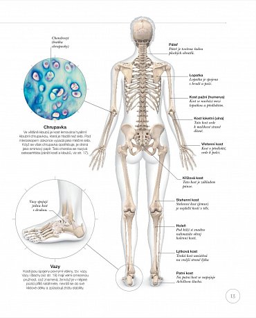 Náhled Jóga z pohledu anatomie