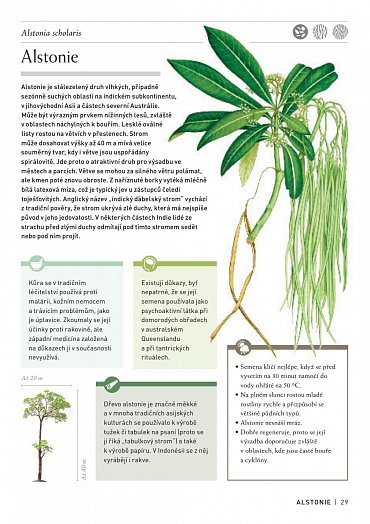 Náhled Pozoruhodný svět stromů