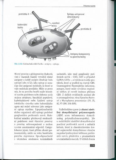 Náhled Poruchy periferních nervů