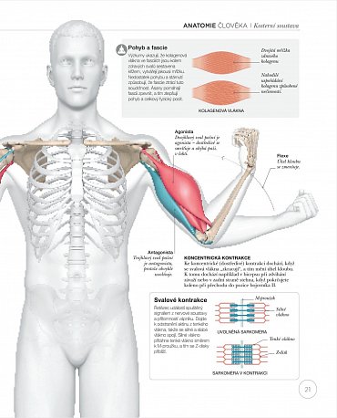 Náhled Jóga z pohledu anatomie