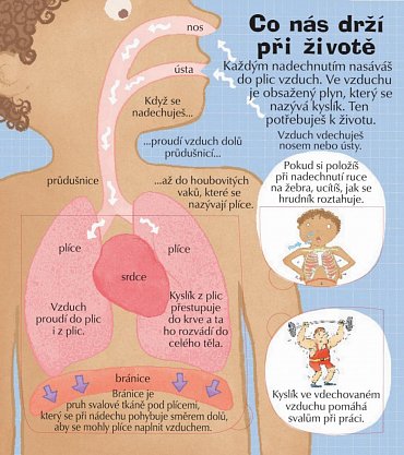 Náhled Podívej se do svého těla - více než 100 odklápěcích okének