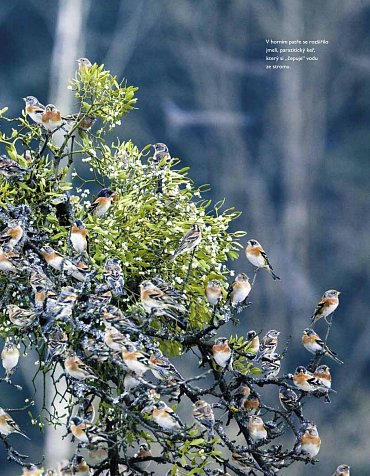 Náhled Tajný život stromů - Co cítí a jak komunikují