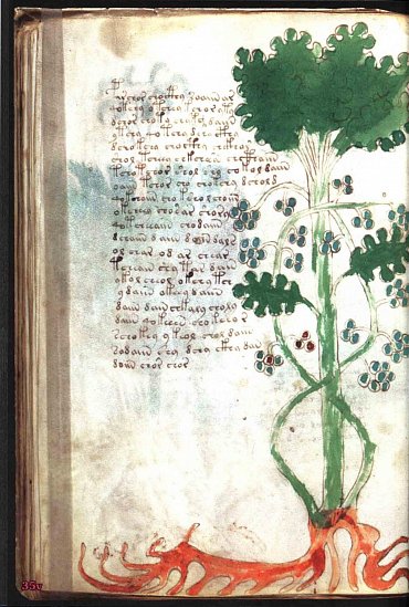 Náhled Voynichův rukopis - Nejzáhadnější kniha světa