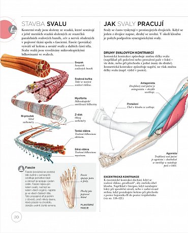 Náhled Jóga z pohledu anatomie