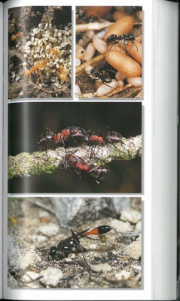 Náhled Nový průvodce přírodou