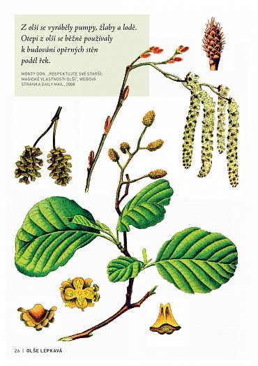 Náhled Pozoruhodný svět stromů