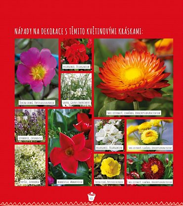 Náhled Zahrada v nádobách - Moje kvetoucí inspirace pro venek