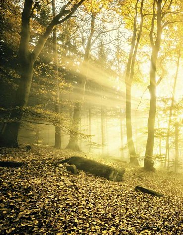 Náhled Tajný život stromů - Co cítí a jak komunikují