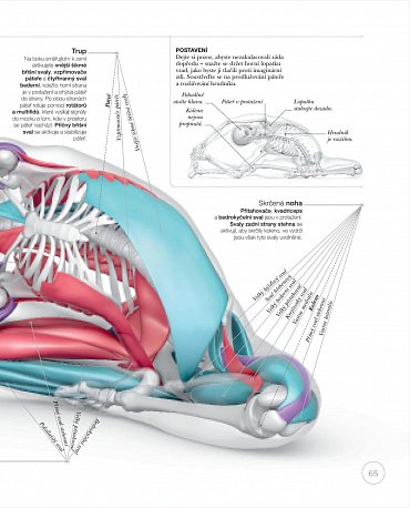 Náhled Jóga z pohledu anatomie
