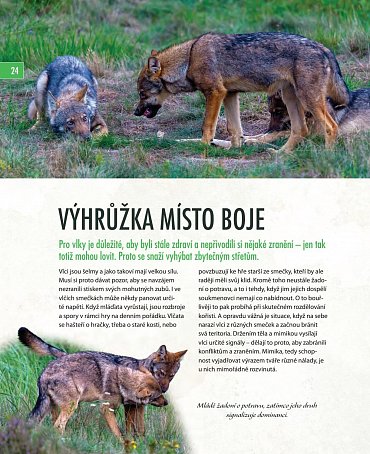 Náhled Vlci - Na toulkách s fotografem zvířat Axelem Gomillem