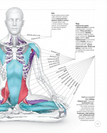 Náhled Jóga z pohledu anatomie