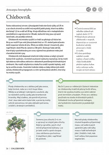 Náhled Pozoruhodný svět stromů