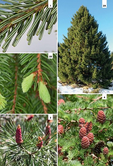 Náhled Velký průvodce lesem