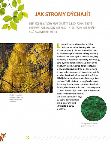 Náhled Slyšíš, jak mluví stromy? - Co všechno můžeš objevit v lese