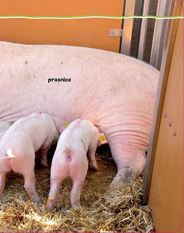 Náhled Podívej! Co je to? Život na statku