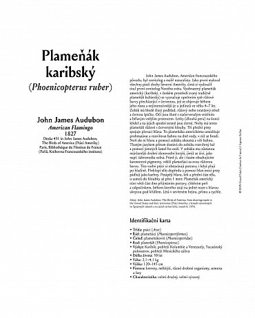 Náhled Bestiář: Pozvěte umění domů! 21 obrazů k zarámování