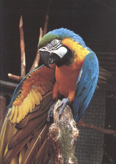 Náhled Arové - Chov, výživa a krmení, voliéry, život ve volnosti