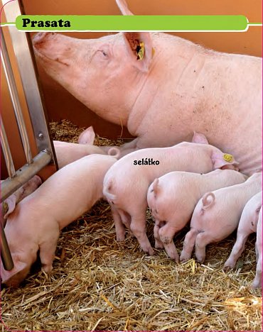 Náhled Podívej! Co je to? Život na statku