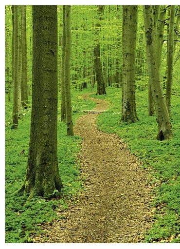 Náhled Můj první les - Trvale udržitelné a přirozené lesní hospodářství