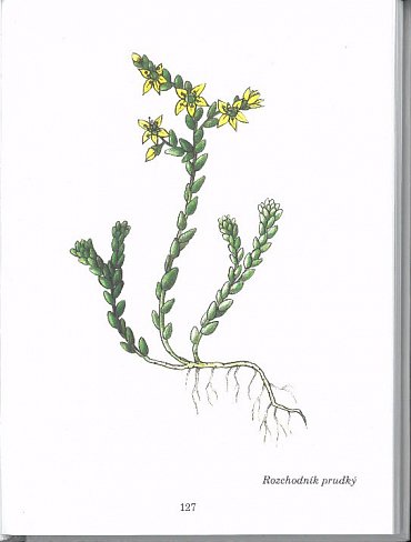 Náhled Herbář léčivých rostlin 4 (P - Š)