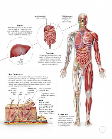 Náhled Jóga z pohledu anatomie