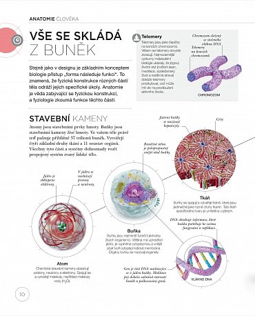 Náhled Jóga z pohledu anatomie