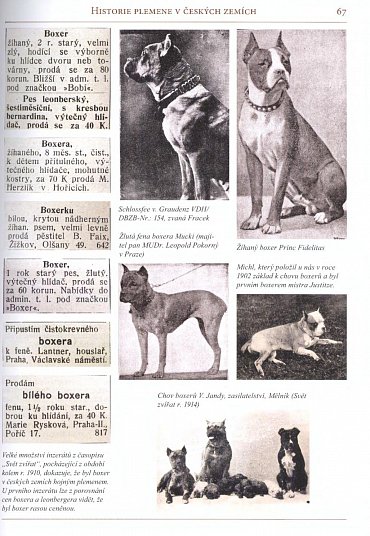 Náhled Německý boxer - Úplný přehled plemene