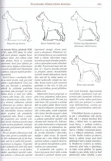 Náhled Německý boxer - Úplný přehled plemene