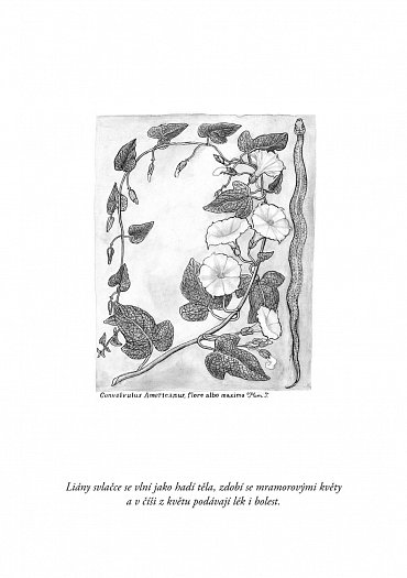 Náhled Rafaelova škola 2 - Tance nág