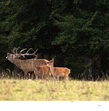 Náhled Lánská obora v proměnách času
