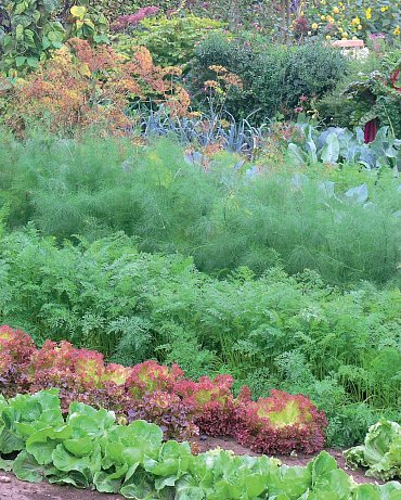 Náhled Užitková zahrada