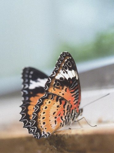 Náhled Malé moudrosti pro velké životní cesty, 1.  vydání