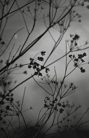 Náhled Divoký obchod