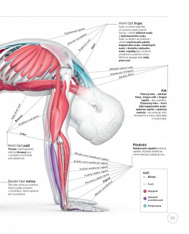Náhled Jóga z pohledu anatomie
