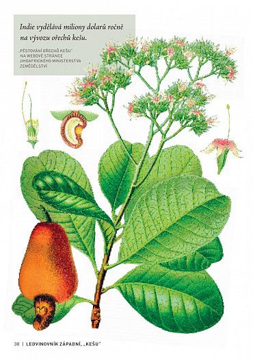 Náhled Pozoruhodný svět stromů