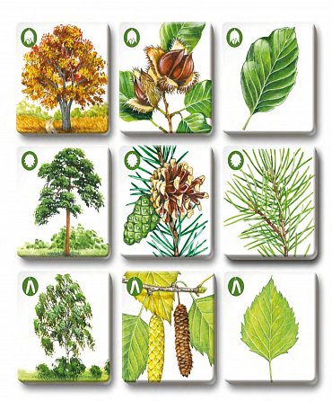 Náhled Pexetrio - Stromy