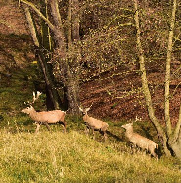 Náhled Lánská obora v proměnách času