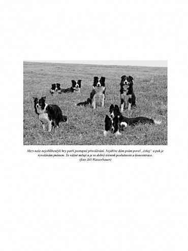 Náhled Border kolie od A do Z