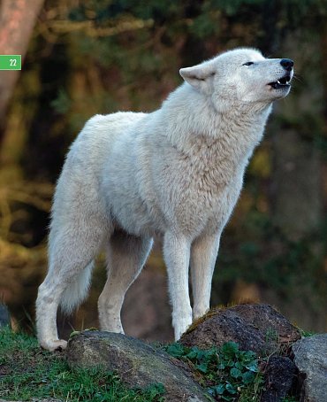 Náhled Vlci - Na toulkách s fotografem zvířat Axelem Gomillem