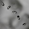 Peter Gabriel: Up - 2 LP