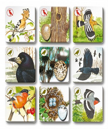 Náhled Pexetrio - Ptáci