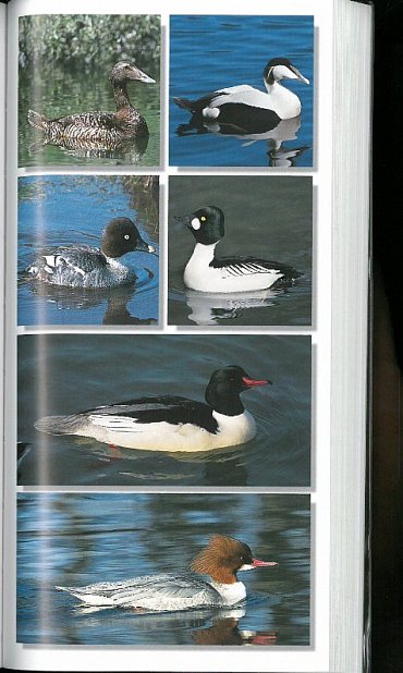 Náhled Nový průvodce přírodou