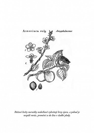 Náhled Rafaelova škola 1 - Vílí křídla