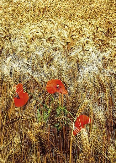 Náhled Prchavé okamžiky přírody - Fotoaparátem od jara do zimy