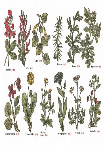 Náhled Léčivá síla bylin