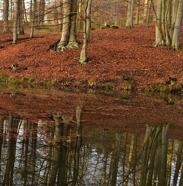 Náhled Lánská obora v proměnách času