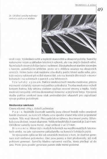 Náhled Medovice a včely